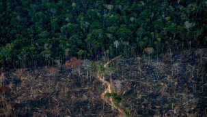 Amazon ormanları yok oluyor