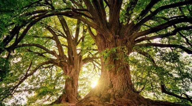 Depremlerin ağaçlara olan faydası keşfedildi