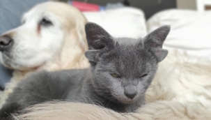 Dört kulaklı Midas