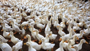 Güney Kore'de kuş gribi salgını yayılıyor