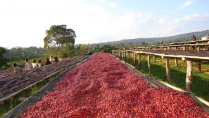 Kahve fiyatları 7 yılın zirvesinde