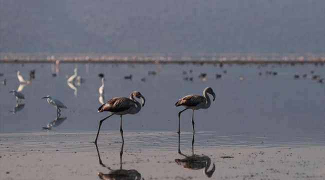 Kuş cenneti Bafa Gölü kuraklıktan etkileniyor