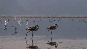 Kuş cenneti Bafa Gölü kuraklıktan etkileniyor