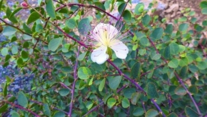 Muğla'da yanan orman yeniden yeşeriyor