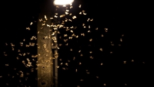 Sinekler neden ışığın etrafında uçar?