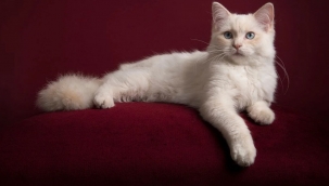 Tüm kedilerde psikopatlık var