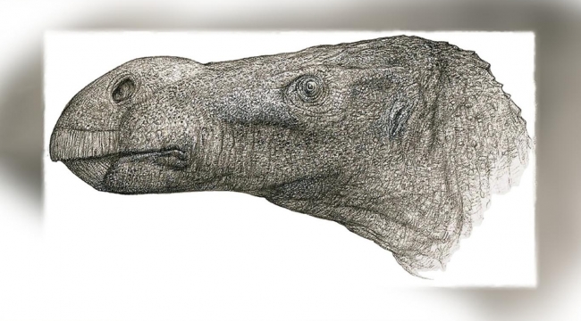 Yeni bir dinozor türü keşfedildi
