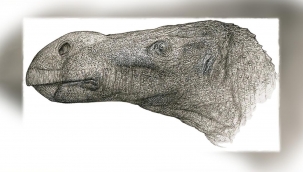 Yeni bir dinozor türü keşfedildi