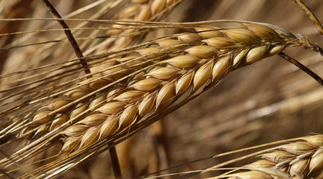 1 kilo arpanın maliyeti, buğdaya göre daha yüksek