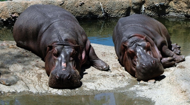 2 su aygırı Covid-19'a yakalandı