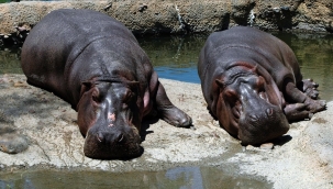 2 su aygırı Covid-19'a yakalandı