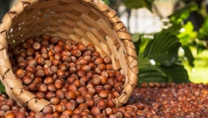 AB Türk fındığında zorunlu kontrolü kaldırdı