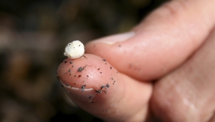 Alaska'da gökten mikroplastik yağdı