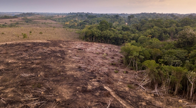 Amazon ormanları yok oluyor!