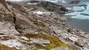 Antarktika'da yeni bir bitki