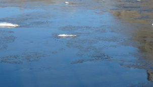 Aşırı soğuk Kars Çayı'nı kısmen dondurdu