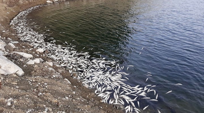 Aslantaş Barajı'nda binlerce balık kıyıya vurdu