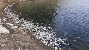 Aslantaş Barajı'nda binlerce balık kıyıya vurdu