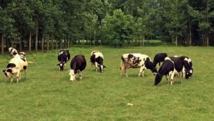 Başkan Hacıince: "Zararına kesim yapıyoruz"