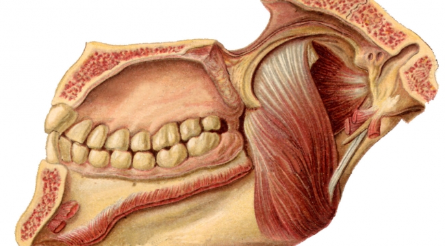 Bilim insanları yeni bir çene kası keşfetti