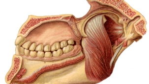 Bilim insanları yeni bir çene kası keşfetti