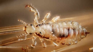 Bit zamkında tarih öncesi insan DNA'sı bulundu