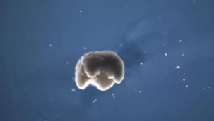 Bölünerek çoğalabilen ilk canlı robotlar üretildi