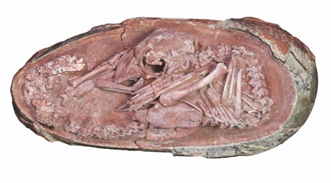 Çin'de 66 milyon yıllık dinozor embriyosu bulundu