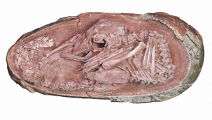 Çin'de 66 milyon yıllık dinozor embriyosu bulundu