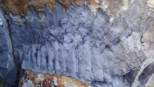 Dünyanın en büyük kırkayak fosili bulundu