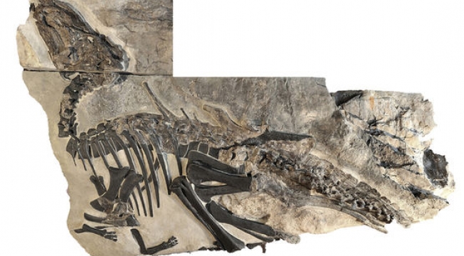 İtalya'da dinozor sürüsü kalıntıları keşfedildi