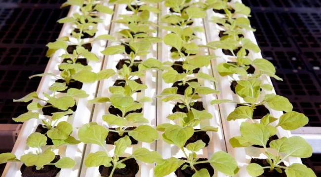 Kanada'da bitkisel bazlı Covid-19 aşısı üretildi