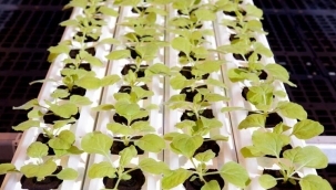 Kanada'da bitkisel bazlı Covid-19 aşısı üretildi