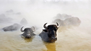 Kaplıcalar mandaların süt verimini artırıyor