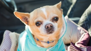 Almanya'da köpek eğitimi kavgası