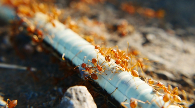 Kraliçenin genleri bütün koloniye etki ediyor