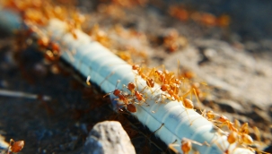 Kraliçenin genleri bütün koloniye etki ediyor