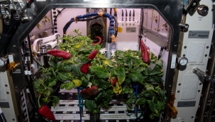 NASA'nın uzay biberleri iki rekor birden kırdı