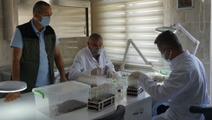 Ormanları korumak için yırtıcı böcekler üretiliyor