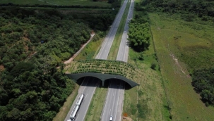 Otoyolda maymunlar için köprü inşa edildi