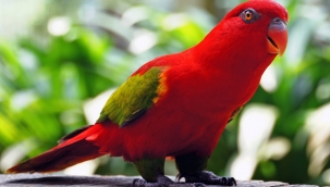 Pencerelere kafa atan sarhoş papağanlar