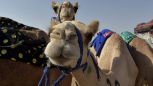 Suudi Arabistan'da deve güzellik yarışmasında hile