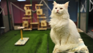 Van kedilerini sevme yasağı bitti