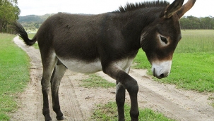 Yargıtay, eşeği "büyükbaş" olarak kabul etti