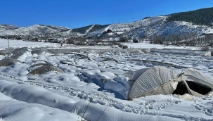 2 milyon gül, kardan çöken seranın altında kaldı