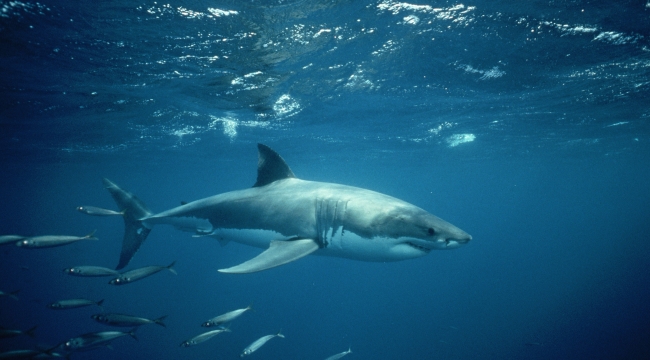 2021'de köpek balığı saldırıları %35 arttı