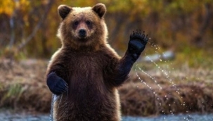 ABD'de bir kadın köpeği için ayı yumrukladı