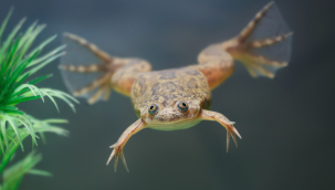 ABD'de ampute kurbağaların bacakları "yenilendi"
