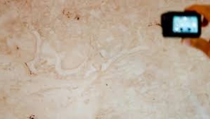 Antalya'da 195 milyon yıllık megalodon kalıntısı