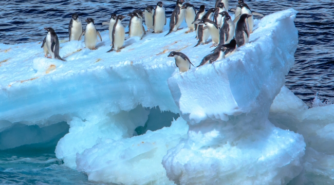Otostopçu türler Antarktika ekosistemini bozuyor
